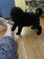 Barbie Doll, a female Poodle - Standard  for sale in North Brooksville, FL – Photo 1 of 7