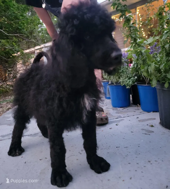Bennie – Poodle - Standard  puppy for sale in North Brooksville, FL