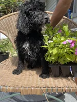 Bennie, a male Poodle - Standard  for sale in North Brooksville, FL – Photo 4 of 5