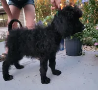 Bennie, a male Poodle - Standard  for sale in North Brooksville, FL – 2 of 7