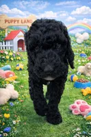 Bennie, a male Poodle - Standard  for sale in North Brooksville, FL – Photo 2 of 5