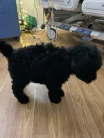 Bennie, a male Poodle - Standard  for sale in North Brooksville, FL – Photo 3 of 5