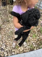 Bennie, a male Poodle - Standard  for sale in North Brooksville, FL – Photo 1 of 5