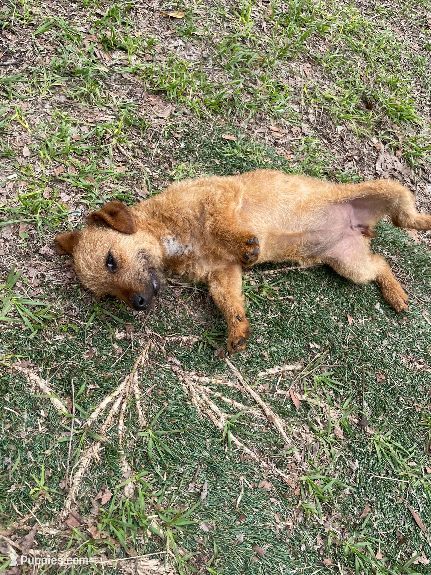 Baby girl – Chihuahua, Miniature Dachshund puppy for sale in North Brooksville, FL