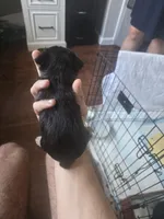 Yorkiee puppies, a female Yorkshire Terrier for sale in Sacramento, CA – 5 of 6