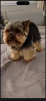 Yorkiee puppies, a male Yorkshire Terrier for sale in Sacramento, CA – 2 of 4