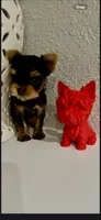 Yorkiee puppies, a male Yorkshire Terrier for sale in Sacramento, CA – 3 of 4
