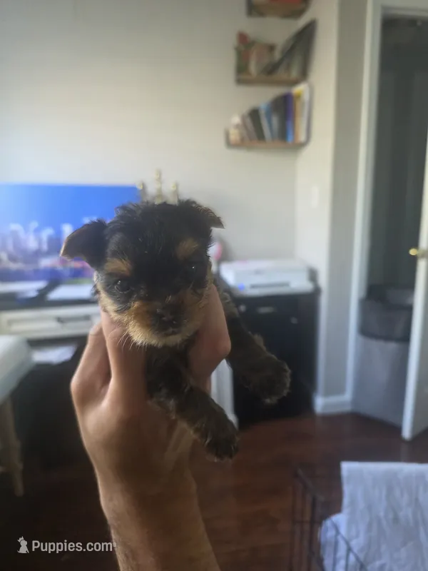 Yorkiee puppies – Yorkshire Terrier puppy for sale in Sacramento, CA
