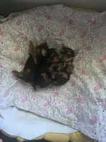 Yorkiee puppies, a female Yorkshire Terrier for sale in Sacramento, CA – 6 of 6