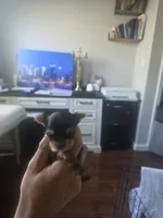 Yorkiee puppies, a male Yorkshire Terrier for sale in Sacramento, CA – 4 of 4