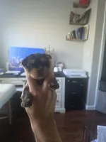 Yorkiee puppies, a female Yorkshire Terrier for sale in Sacramento, CA – 2 of 6