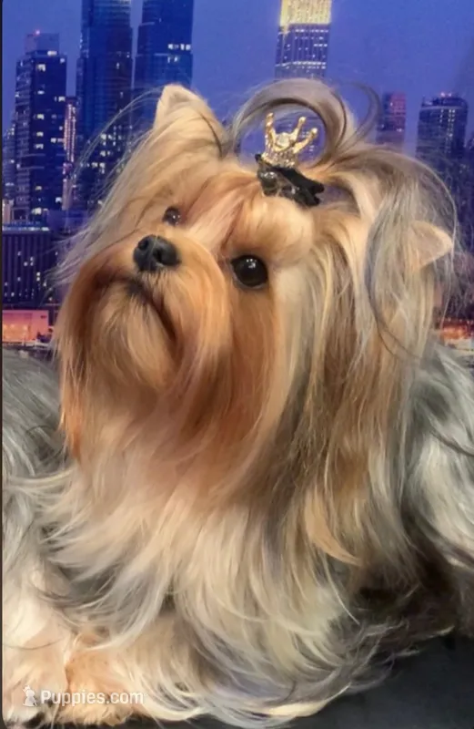 Yorkiee puppies – Yorkshire Terrier puppy for sale in Sacramento, CA