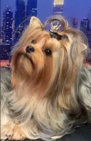 Yorkiee puppies, a male Yorkshire Terrier for sale in Sacramento, CA – 1 of 4