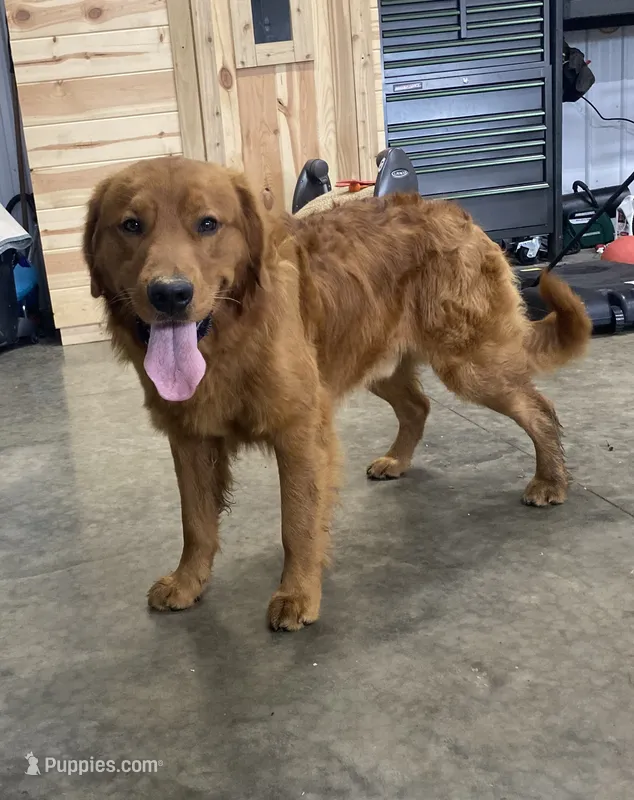 Riley – Golden Retriever puppy for sale in Beach City, OH