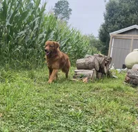 Riley, a male Golden Retriever for sale in Beach City, OH – 4 of 4