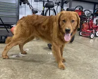 Riley, a male Golden Retriever for sale in Beach City, OH – 2 of 4