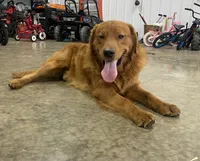 Riley, a male Golden Retriever for sale in Beach City, OH – 3 of 4