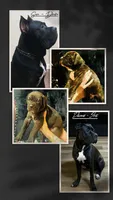 Pure Bred Female, a female Cane Corso for sale in San Antonio, TX – 2 of 2