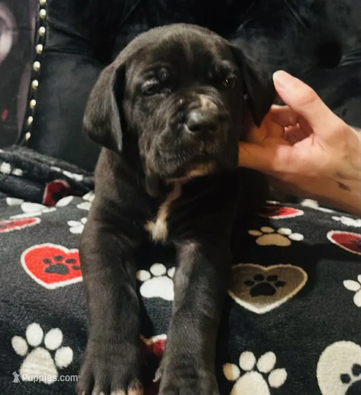 Pure Bred Female – Cane Corso puppy for sale in San Antonio, TX