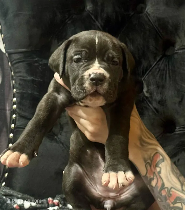 Pure Bred Male – Cane Corso puppy for sale in San Antonio, TX