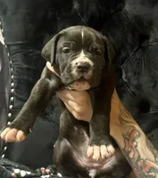 Pure Bred Male, a male Cane Corso for sale in San Antonio, TX – 1 of 2