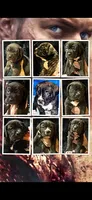 Pure Bred Male, a male Cane Corso for sale in San Antonio, TX – 2 of 2