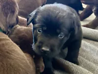 Ruby, a female Labrador Retriever for sale in Templeton, CA – 3 of 3
