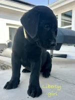 Liberty, a female Labrador Retriever for sale in Templeton, CA – 1 of 2