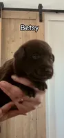 Betsy, a female Labrador Retriever for sale in Templeton, CA – 2 of 4