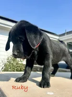 Ruby, a female Labrador Retriever for sale in Templeton, CA – 2 of 4
