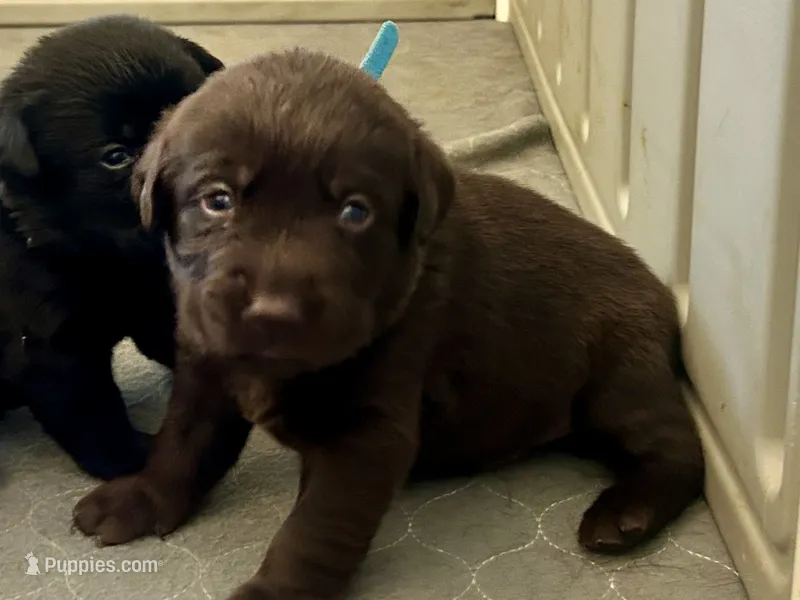 Betsy – Labrador Retriever puppy for sale in Templeton, CA