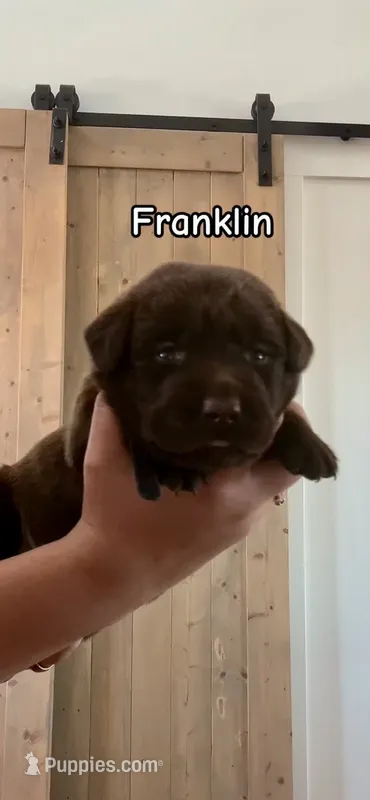 Franklin – Labrador Retriever puppy for sale in Templeton, CA