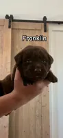 Franklin, a male Labrador Retriever for sale in Templeton, CA – 1 of 2