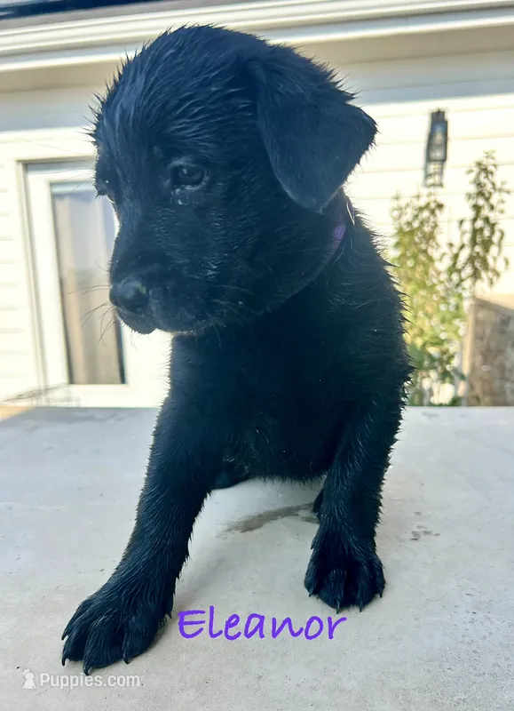 Eleanor  – Labrador Retriever puppy for sale in Templeton, CA