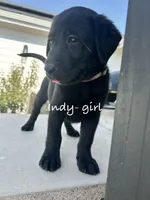 Indy, a female Labrador Retriever for sale in Templeton, CA – 2 of 4