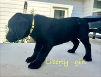 Liberty, a female Labrador Retriever for sale in Templeton, CA – 2 of 2