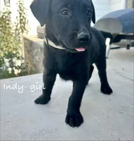 Indy, a female Labrador Retriever for sale in Templeton, CA – 4 of 4