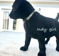 Indy, a female Labrador Retriever for sale in Templeton, CA – 3 of 4