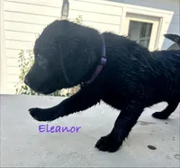 Eleanor , a female Labrador Retriever for sale in Templeton, CA – 3 of 3