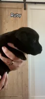 Ruby, a female Labrador Retriever for sale in Templeton, CA – 2 of 3