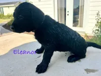 Eleanor , a female Labrador Retriever for sale in Templeton, CA – 2 of 3
