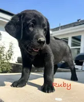 Ruby, a female Labrador Retriever for sale in Templeton, CA – 1 of 4