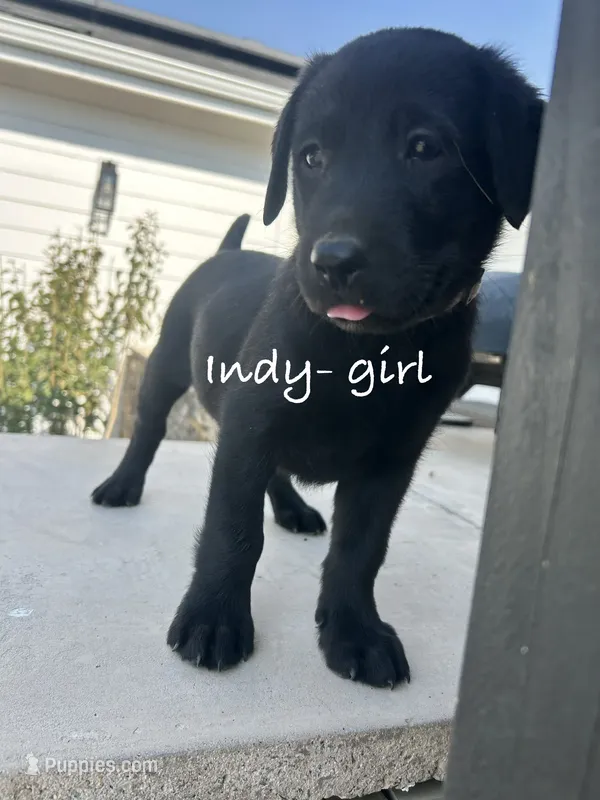 Indy – Labrador Retriever puppy for sale in Templeton, CA