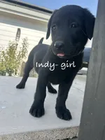 Indy, a female Labrador Retriever for sale in Templeton, CA – 1 of 4