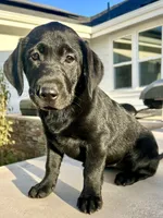 SALE: Last Baby Girl: Ruby, a female Labrador Retriever for sale in Templeton, CA – 6 of 6