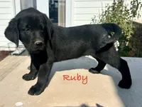 Ruby, a female Labrador Retriever for sale in Templeton, CA – 4 of 4