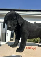 Ruby, a female Labrador Retriever for sale in Templeton, CA – 3 of 4