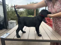 SALE: Last Baby Girl: Ruby, a female Labrador Retriever for sale in Templeton, CA – 5 of 6