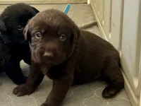 Franklin, a male Labrador Retriever for sale in Templeton, CA – 2 of 2