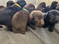 Betsy, a female Labrador Retriever for sale in Templeton, CA – 3 of 4